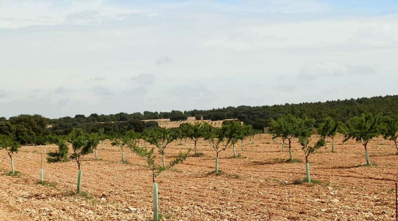 Albacete - Munera - 2950000m2
