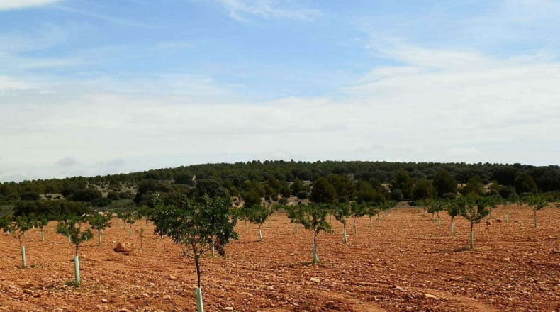 Albacete - Munera - 2950000m2