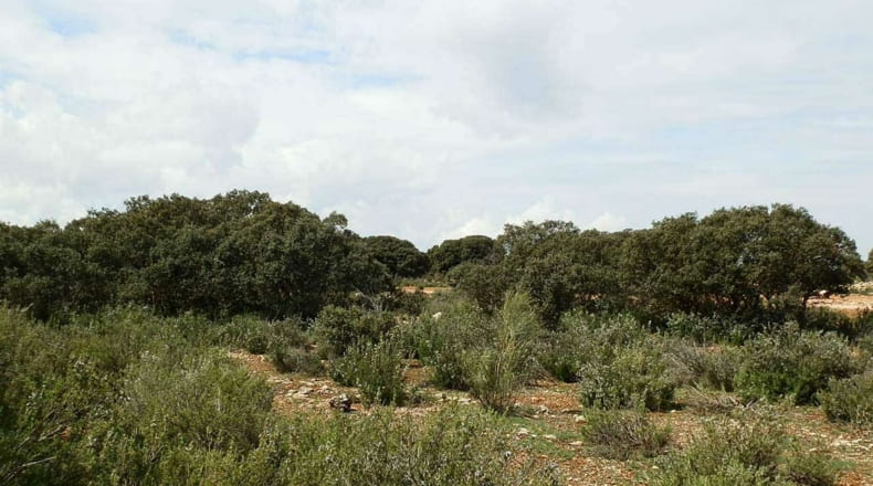 Albacete - Munera - 2950000m2