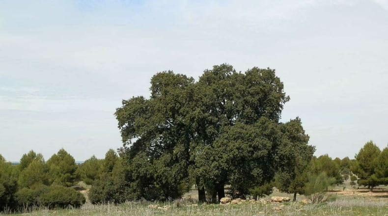 Albacete - Munera - 2950000m2