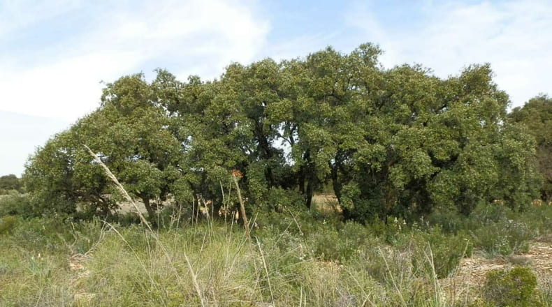 Albacete - Munera - 2950000m2