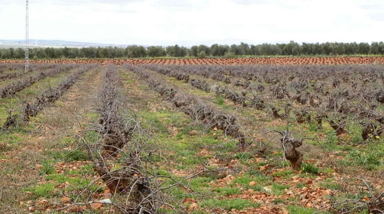 Ciudad Real - Valdepeñas - 240000m2