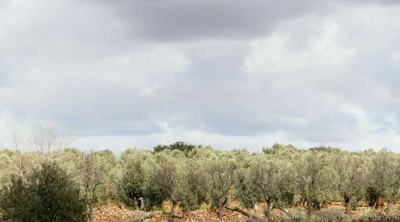 Ciudad Real - Valdepeñas - 240000m2