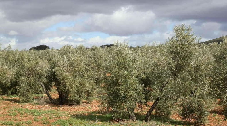 Ciudad Real - Valdepeñas - 240000m2