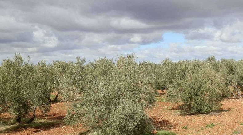 Ciudad Real - Valdepeñas - 240000m2