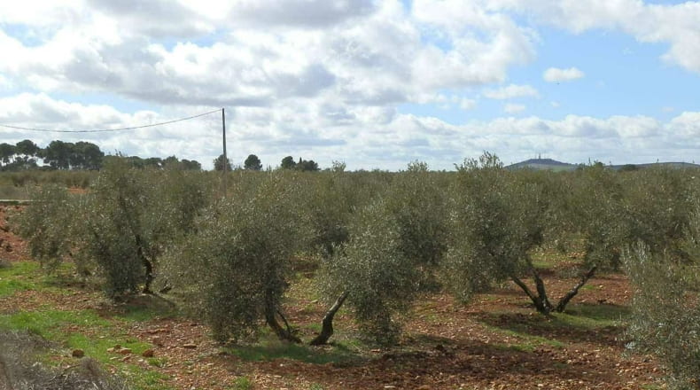 Ciudad Real - Valdepeñas - 240000m2