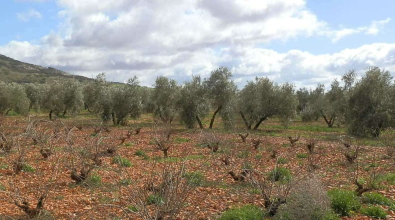 Ciudad Real - Valdepeñas - 240000m2