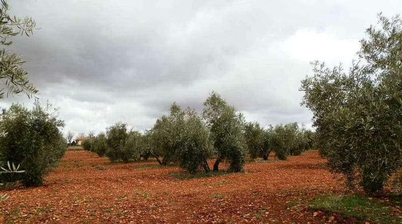 Ciudad Real - Valdepeñas - 240000m2