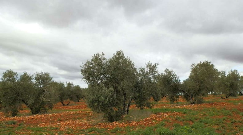Ciudad Real - Valdepeñas - 240000m2