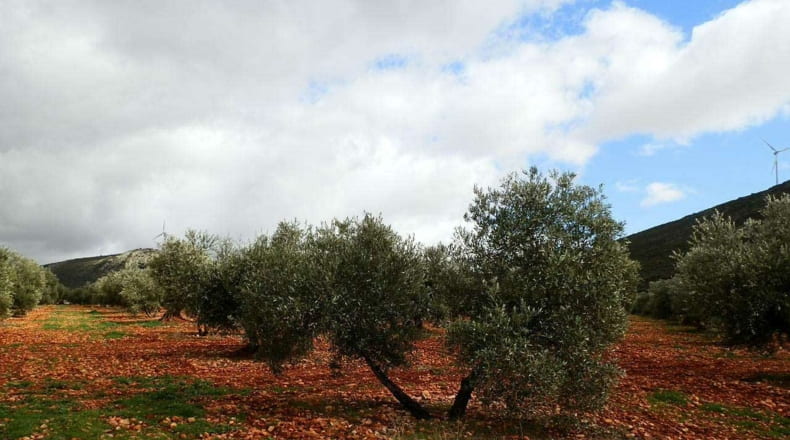 Ciudad Real - Valdepeñas - 240000m2