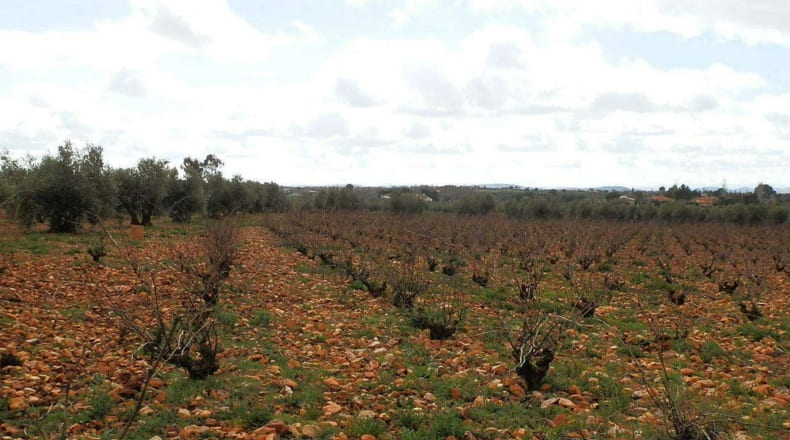 Ciudad Real - Valdepeñas - 240000m2