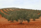 Участок с хранилищем на продажу в городе Вальдепеньяс Фото