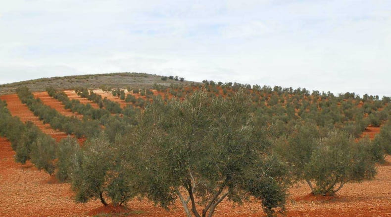 Ciudad Real - Valdepeñas - 380000m2