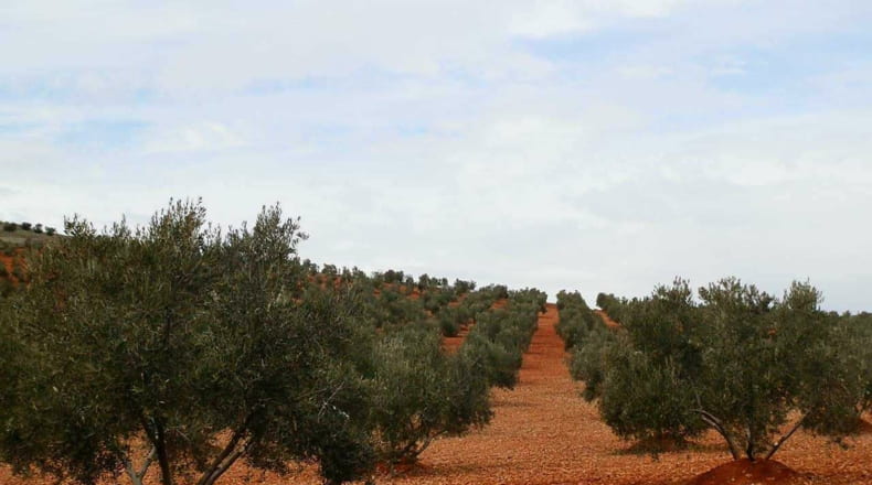 Ciudad Real - Valdepeñas - 380000m2
