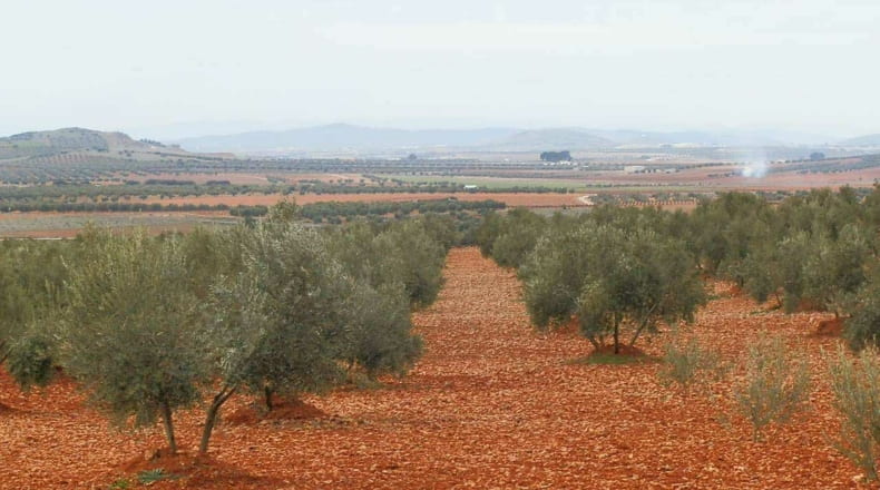 Ciudad Real - Valdepeñas - 380000m2