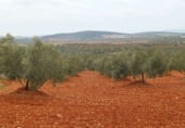 Участок с хранилищем на продажу в городе Вальдепеньяс Фото