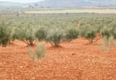 Участок с хранилищем на продажу в городе Вальдепеньяс Фото