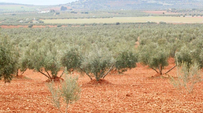 Ciudad Real - Valdepeñas - 380000m2