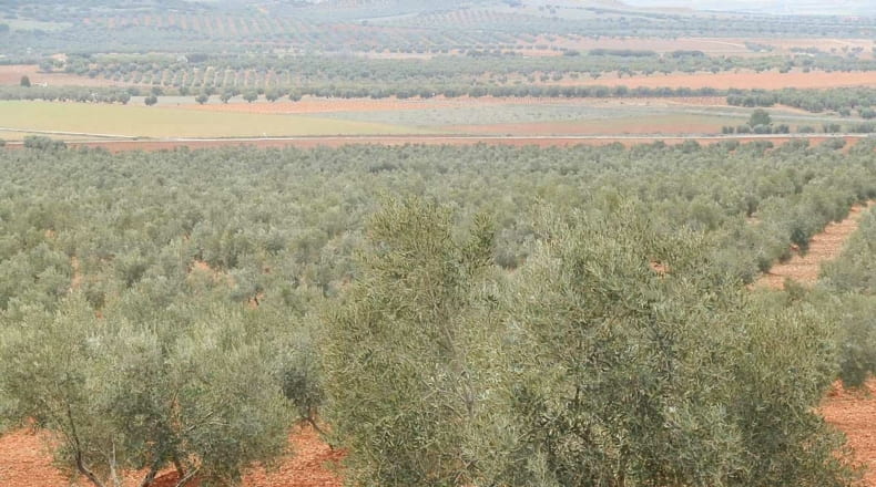 Ciudad Real - Valdepeñas - 380000m2