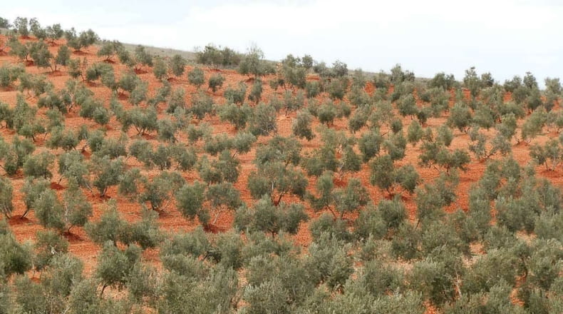 Ciudad Real - Valdepeñas - 380000m2