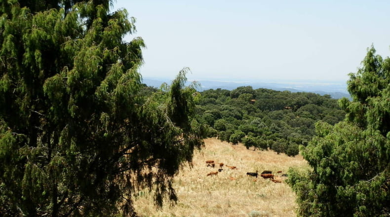 Toledo - El Real de San Vicente - 160000m2