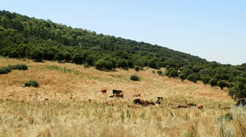 Toledo - El Real de San Vicente - 160000m2