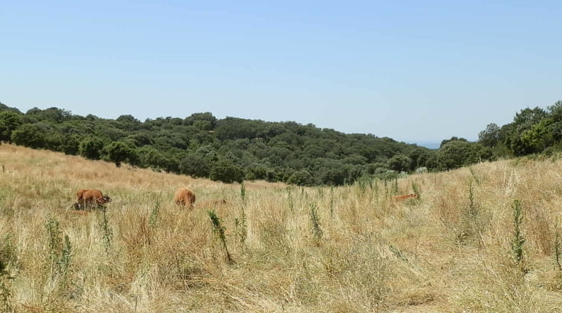 Toledo - El Real de San Vicente - 160000m2
