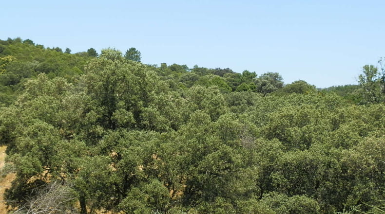 Toledo - El Real de San Vicente - 160000m2