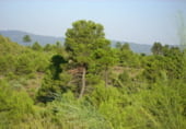 Non-developable land for sale on Utiel, ref: TR7662 photo