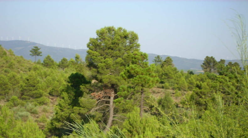 Valencia - Utiel - 20600000m2