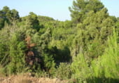 Non-developable land for sale on Utiel, ref: TR7662 photo