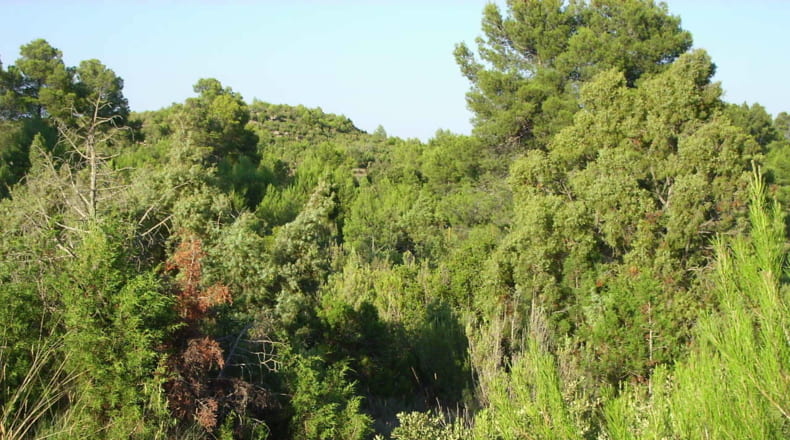 Valencia - Utiel - 20600000m2