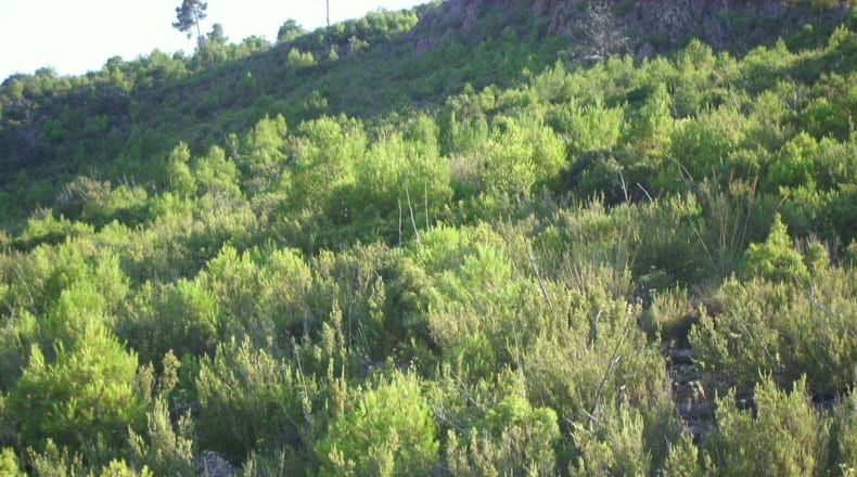 Valencia - Utiel - 20600000m2