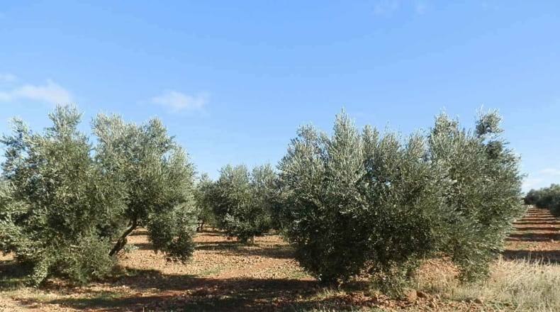Ciudad Real - Tomelloso - 800000m2