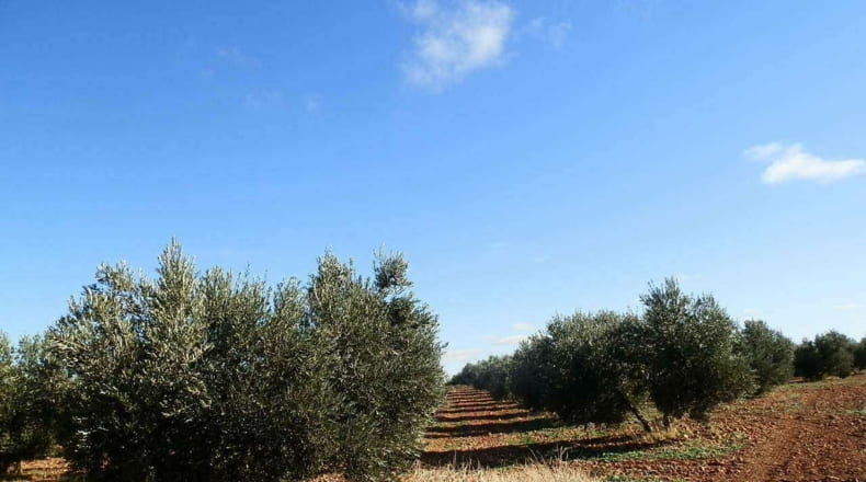 Ciudad Real - Tomelloso - 800000m2