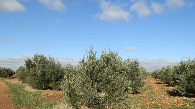 Ciudad Real - Tomelloso - 800000m2