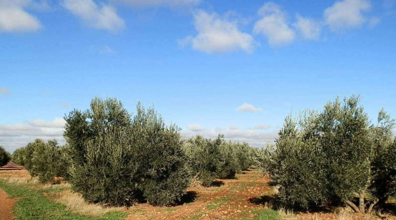 Ciudad Real - Tomelloso - 800000m2
