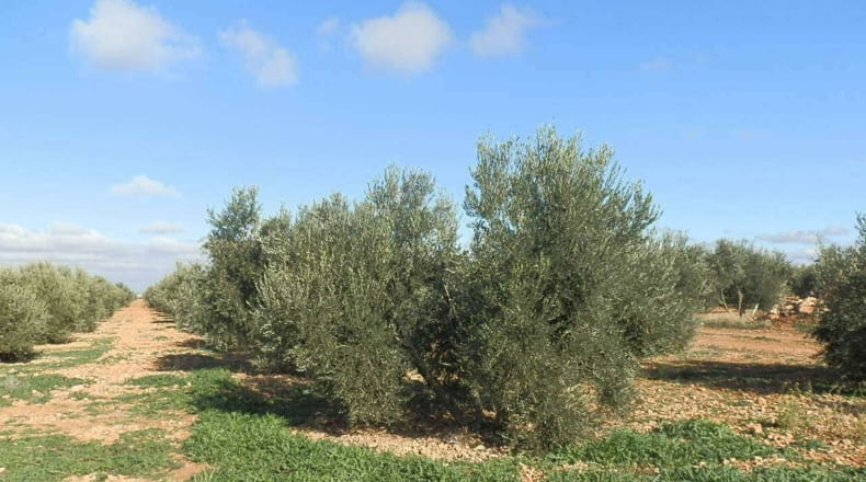 Ciudad Real - Tomelloso - 800000m2