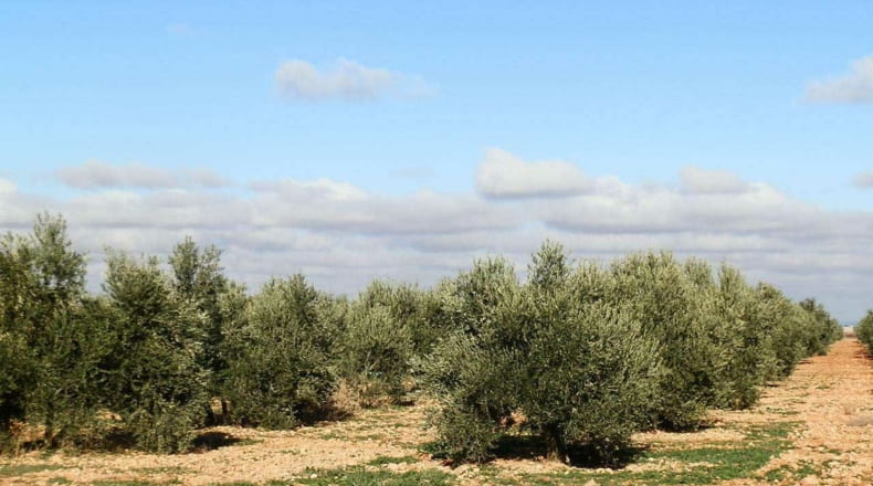 Ciudad Real - Tomelloso - 800000m2