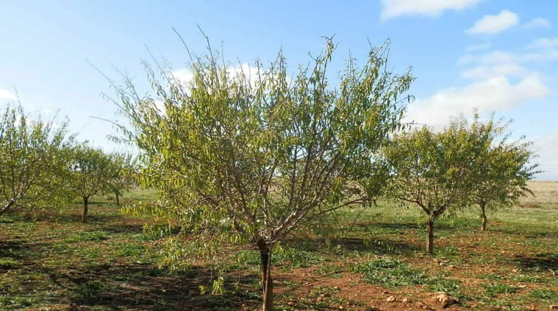 Ciudad Real - Tomelloso - 800000m2