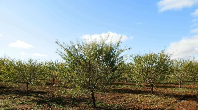 Ciudad Real - Tomelloso - 800000m2