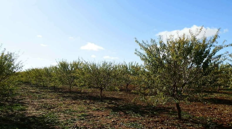 Ciudad Real - Tomelloso - 800000m2