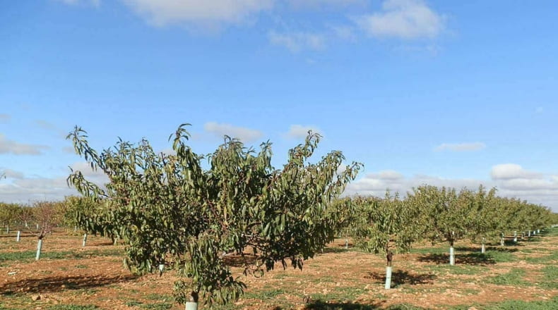 Ciudad Real - Tomelloso - 800000m2