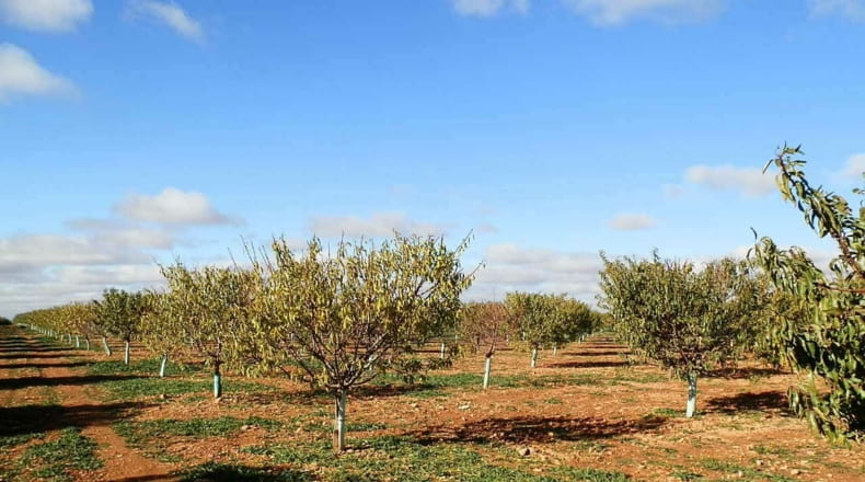 Ciudad Real - Tomelloso - 800000m2