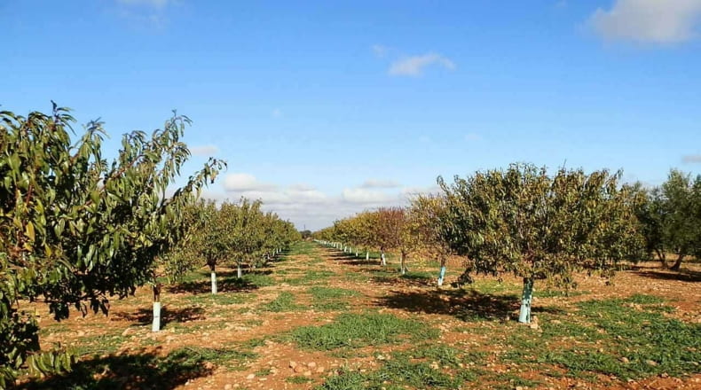 Ciudad Real - Tomelloso - 800000m2