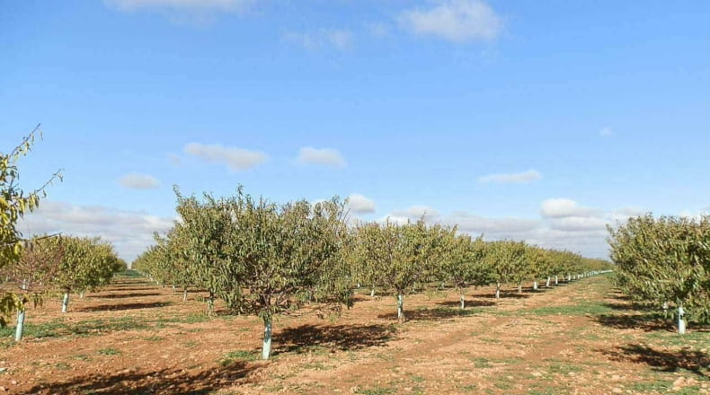 Ciudad Real - Tomelloso - 800000m2