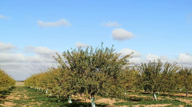 Ciudad Real - Tomelloso - 800000m2