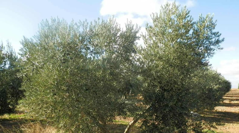 Ciudad Real - Tomelloso - 800000m2