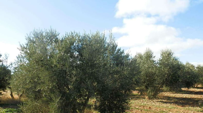 Ciudad Real - Tomelloso - 800000m2