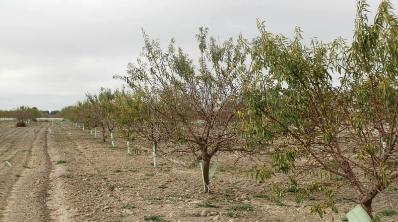 Ciudad Real - Tomelloso - 160000m2